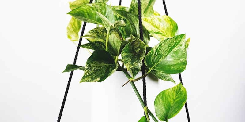 法国国家队训练场景 - 球员正在进行战术演练